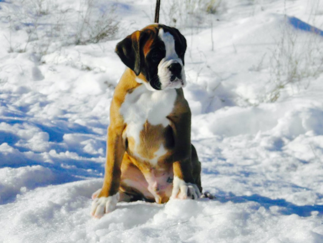 *Amber Brilliance ULGER *Amber Brilliance ULGER