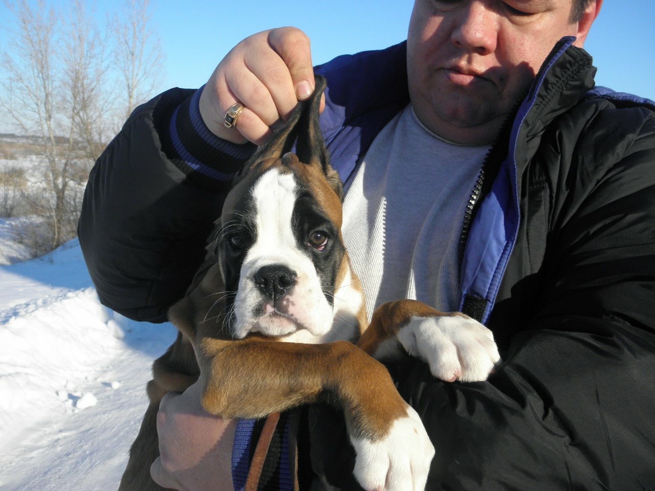 *Amber Brilliance ULGER *Amber Brilliance ULGER