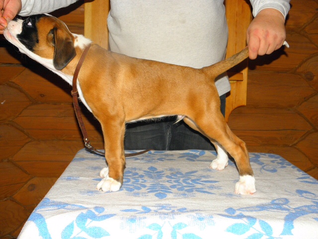 *Amber Brilliance ULGER *Amber Brilliance ULGER