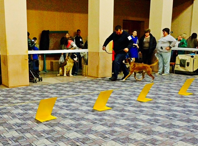 *Amber Brilliance ULGER *Amber Brilliance ULGER