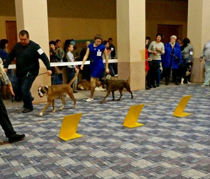 *Amber Brilliance ULGER *Amber Brilliance ULGER