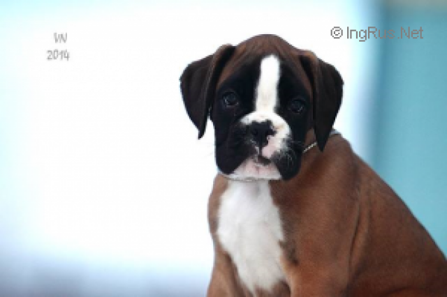 *Amber Brilliance SIMONA Beauty Queen *Amber Brilliance SIMONA Beauty Queen