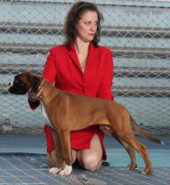 *Amber Brilliance SIMONA Beauty Queen *Amber Brilliance SIMONA Beauty Queen