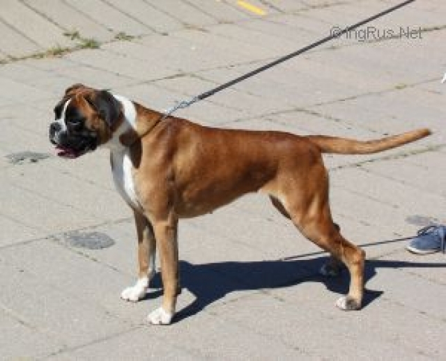 *Amber Brilliance STARLIGHT GIRL SELINA *Amber Brilliance STARLIGHT GIRL SELINA