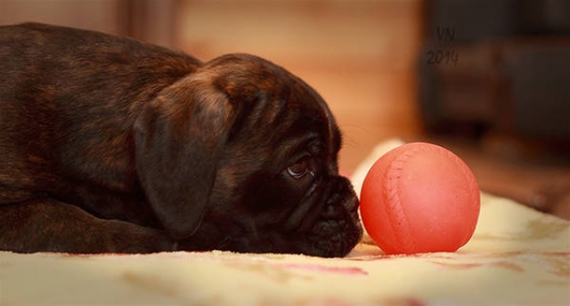 *Amber Brilliance SUZANA SUPER STAR *Amber Brilliance SUZANA SUPER STAR