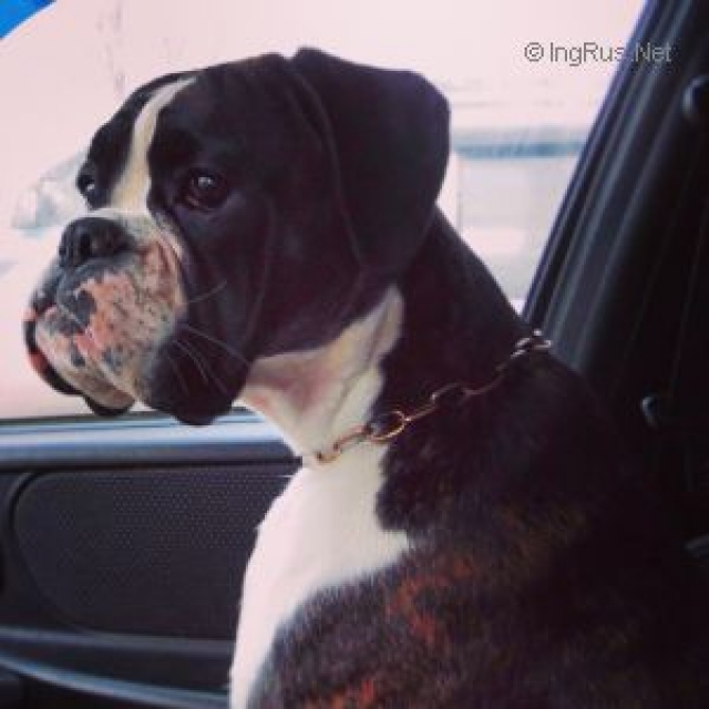 *AMBER BRILLIANCE STAIER'S ASTREYA *AMBER BRILLIANCE STAIER'S ASTREYA