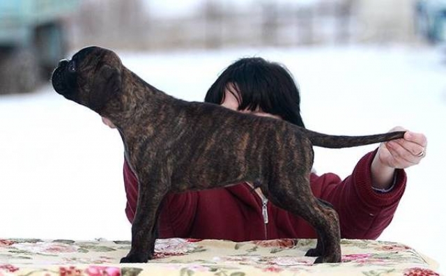 *Amber Brilliance SEBASTIAN *Amber Brilliance SEBASTIAN