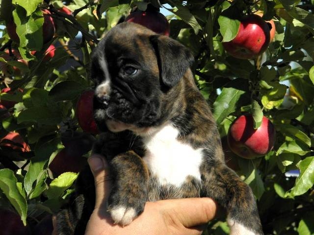 *Amber Brilliance TIGER *Amber Brilliance TIGER