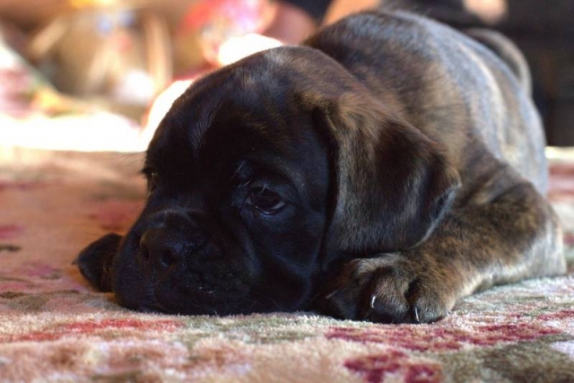 *Amber Brilliance TERMINATOR *Amber Brilliance TERMINATOR