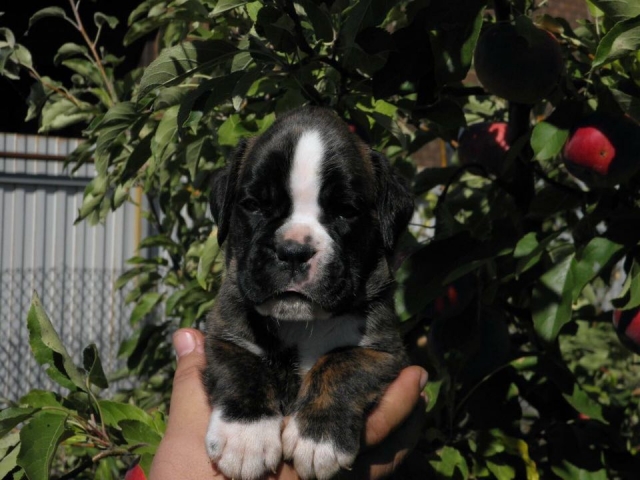 *Amber Brilliance TEAMSTER *Amber Brilliance TEAMSTER