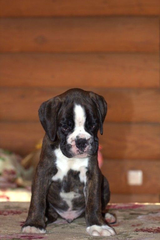 *Amber Brilliance TORRENT *Amber Brilliance TORRENT