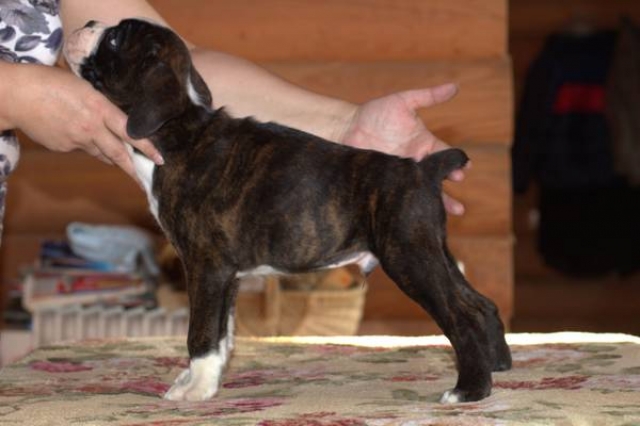 *Amber Brilliance TOP FLIGHT *Amber Brilliance TOP FLIGHT