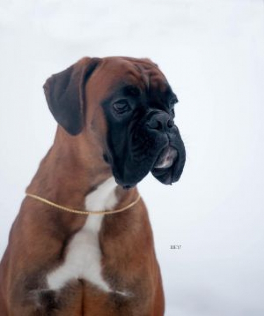 *AMBER BRILLIANCE HADAR *AMBER BRILLIANCE HADAR