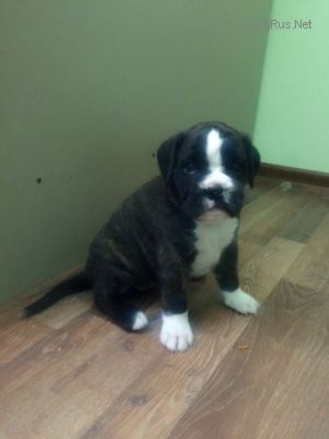 *AMBER BRILLIANCE HALLY BERRY *AMBER BRILLIANCE HALLY BERRY