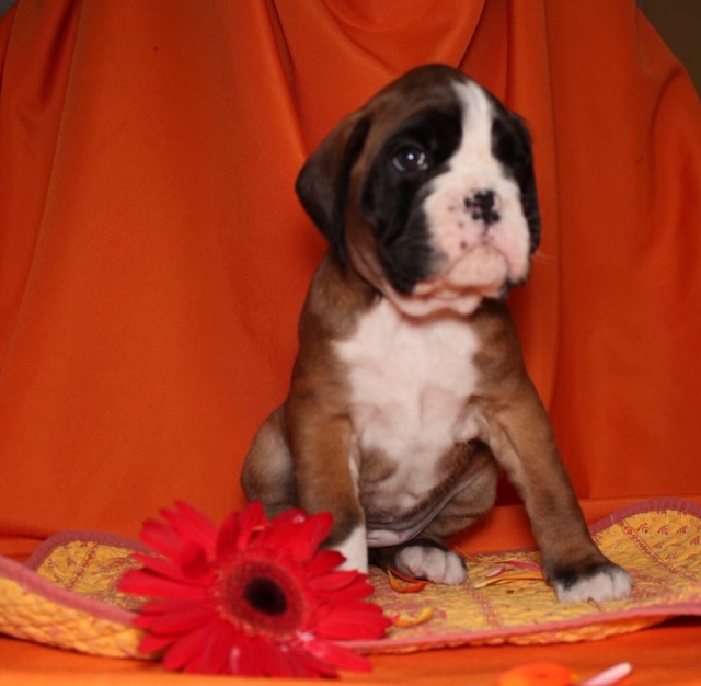 *AMBER BRILLIANCE HEINOLA *AMBER BRILLIANCE HEINOLA