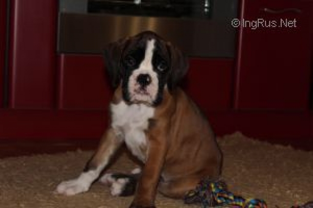 *AMBER BRILLIANCE HEINOLA *AMBER BRILLIANCE HEINOLA