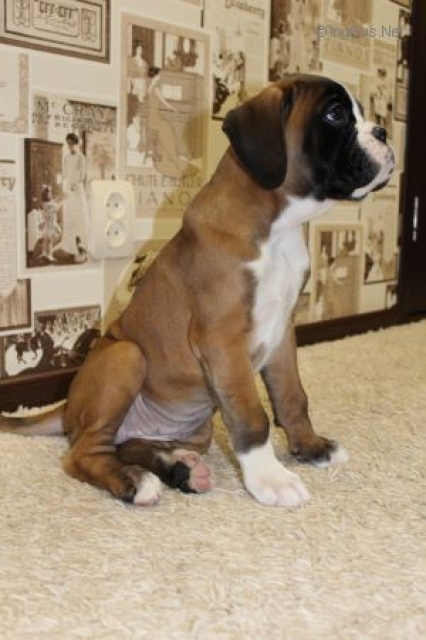 *AMBER BRILLIANCE HEINOLA *AMBER BRILLIANCE HEINOLA