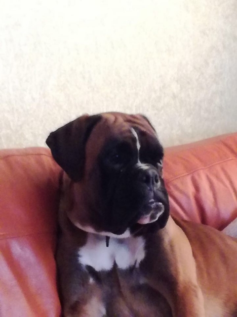 *AMBER BRILLIANCE CESSON CROWD FAVORITE *AMBER BRILLIANCE CESSON CROWD FAVORITE