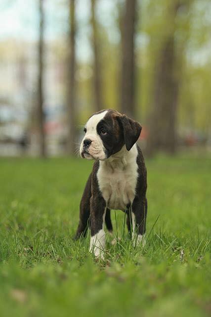 *AMBER BRILLIANCE CERES LOVED BY ALL *AMBER BRILLIANCE CERES LOVED BY ALL