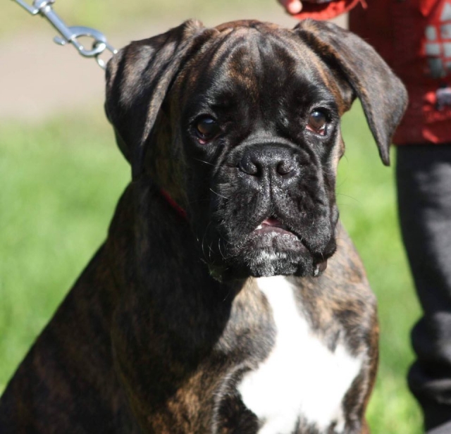 *AMBER BRILLIANCE CHELSI QUEEN *AMBER BRILLIANCE CHELSI QUEEN