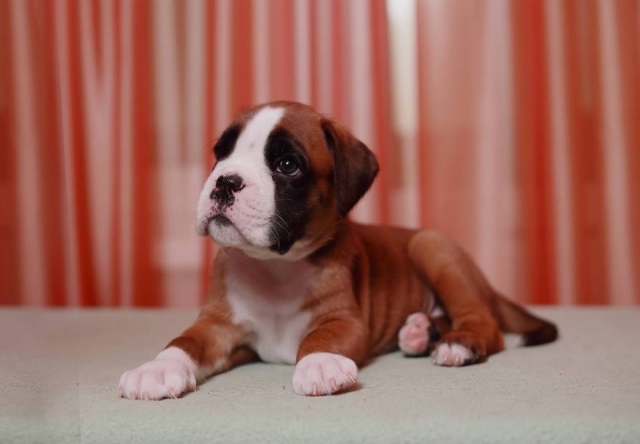 *AMBER BRILLIANCE SHEENA RAY OF HOPE *AMBER BRILLIANCE SHEENA RAY OF HOPE