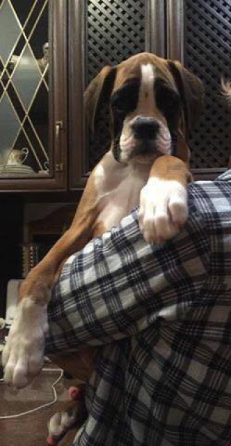 *AMBER BRILLIANCE SHEENA RAY OF HOPE *AMBER BRILLIANCE SHEENA RAY OF HOPE