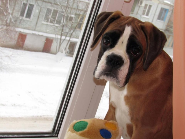 *AMBER BRILLIANCE SHEENA RAY OF HOPE *AMBER BRILLIANCE SHEENA RAY OF HOPE