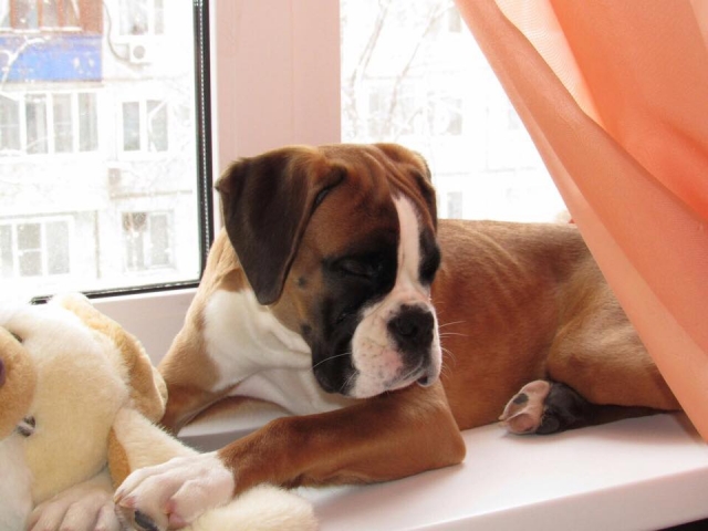 *AMBER BRILLIANCE SHEENA RAY OF HOPE *AMBER BRILLIANCE SHEENA RAY OF HOPE