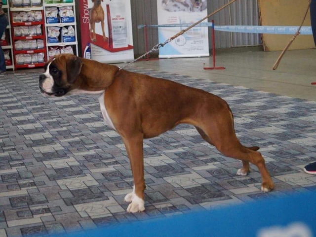 *AMBER BRILLIANCE SHEENA RAY OF HOPE *AMBER BRILLIANCE SHEENA RAY OF HOPE