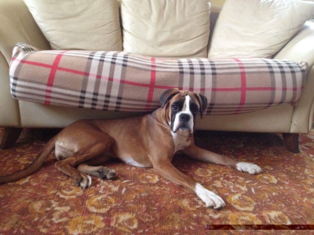 *AMBER BRILLIANCE SHEENA RAY OF HOPE *AMBER BRILLIANCE SHEENA RAY OF HOPE