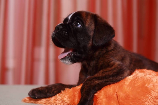 *AMBER BRILLIANCE SHERARD SON OF VALOR *AMBER BRILLIANCE SHERARD SON OF VALOR