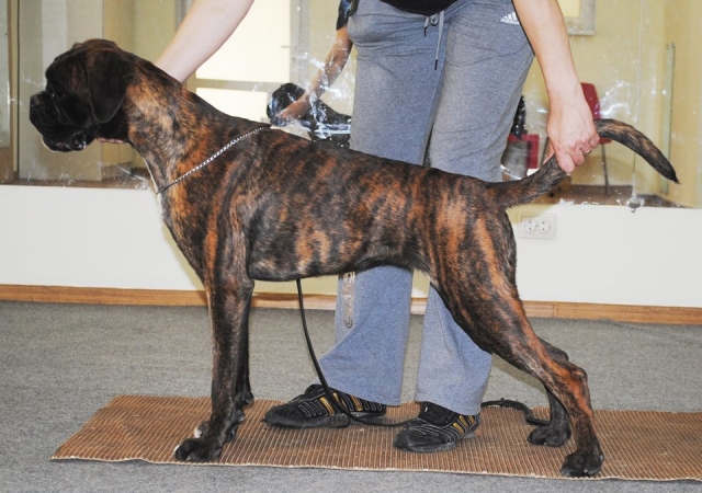 *AMBER BRILLIANCE SHERRY TASTE OF VICTORY *AMBER BRILLIANCE SHERRY TASTE OF VICTORY