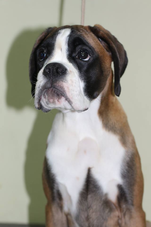 *AMBER BRILLIANCE SHANIKA BRIGHT FLOWER *AMBER BRILLIANCE SHANIKA BRIGHT FLOWER