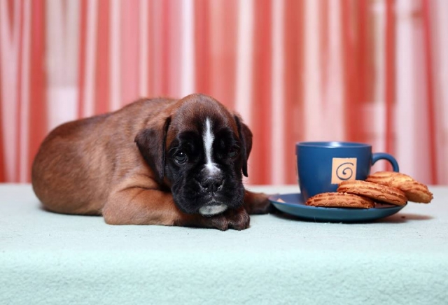 *AMBER BRILLIANCE SHANITA MAGIC LUCK *AMBER BRILLIANCE SHANITA MAGIC LUCK