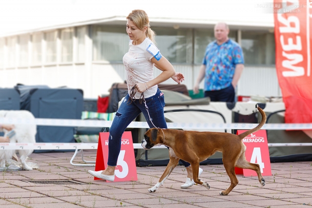 *AMBER BRILLIANCE SHEYNA RAVE OF HOPE *AMBER BRILLIANCE SHEYNA RAVE OF HOPE