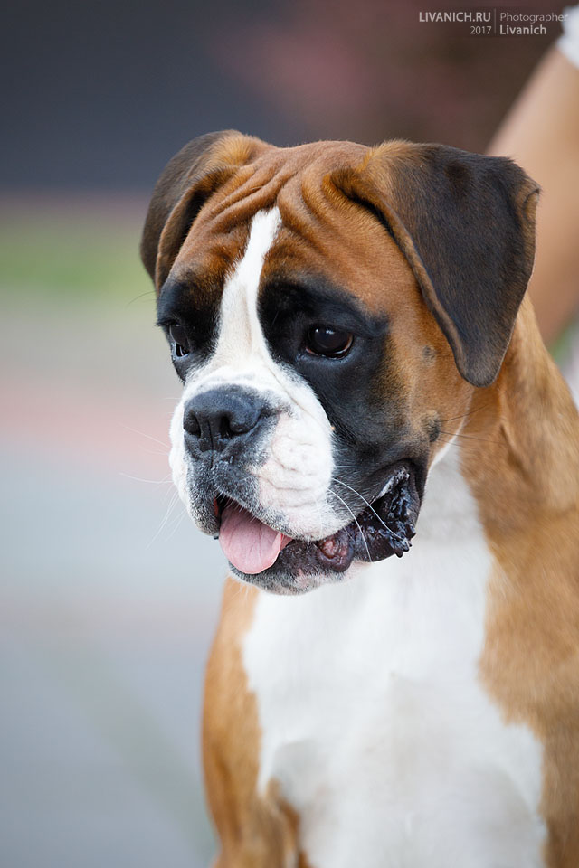 *AMBER BRILLIANCE SHEYNA RAVE OF HOPE *AMBER BRILLIANCE SHEYNA RAVE OF HOPE