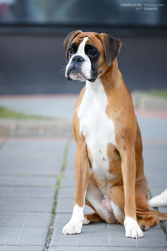 *AMBER BRILLIANCE SHEYNA RAVE OF HOPE *AMBER BRILLIANCE SHEYNA RAVE OF HOPE