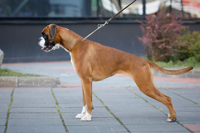 *AMBER BRILLIANCE SHEYNA RAVE OF HOPE *AMBER BRILLIANCE SHEYNA RAVE OF HOPE