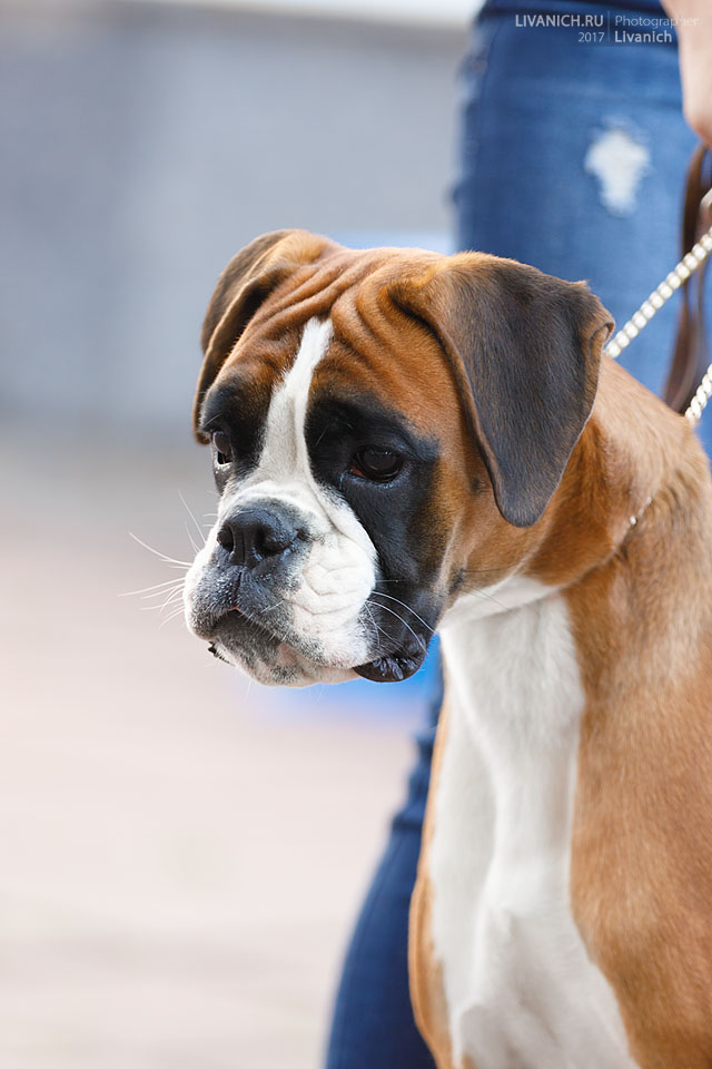 *AMBER BRILLIANCE SHEYNA RAVE OF HOPE *AMBER BRILLIANCE SHEYNA RAVE OF HOPE