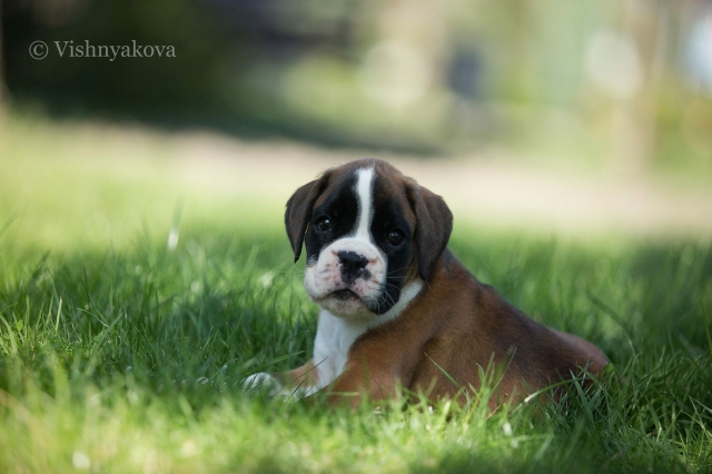 *AMBER BRILLIANCE ESTELLA *AMBER BRILLIANCE ESTELLA