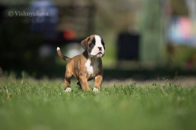 *AMBER BRILLIANCE ELOISE *AMBER BRILLIANCE ELOISE