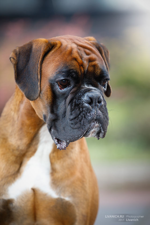 *AMBER BRILLIANCE HADAR *AMBER BRILLIANCE HADAR