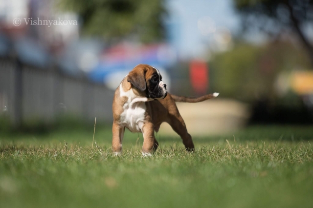 *AMBER BRILLIANCE *AMBER BRILLIANCE