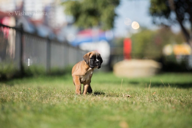 *AMBER BRILLIANCE *AMBER BRILLIANCE