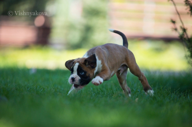 *AMBER BRILLIANCE *AMBER BRILLIANCE