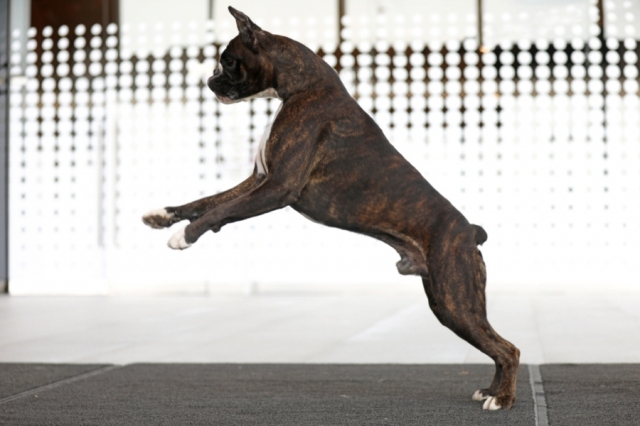 KARIM FARUK DE EDERIT DEL NORTE KARIM FARUK DE EDERIT DEL NORTE