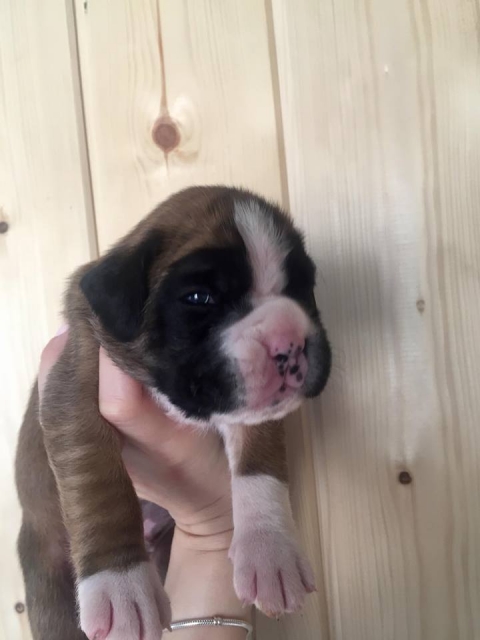 *Продается щенок боксера *Продается щенок боксера