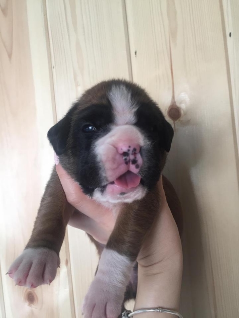 *AMBER BRILLIANCE *AMBER BRILLIANCE