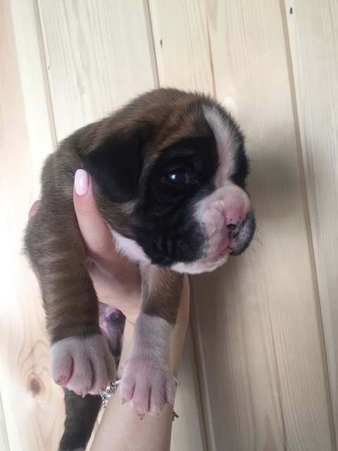 *AMBER BRILLIANCE *AMBER BRILLIANCE