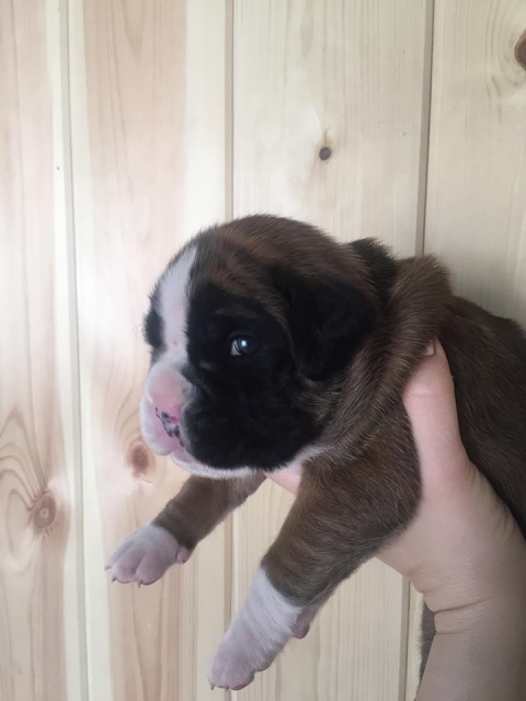 *AMBER BRILLIANCE *AMBER BRILLIANCE